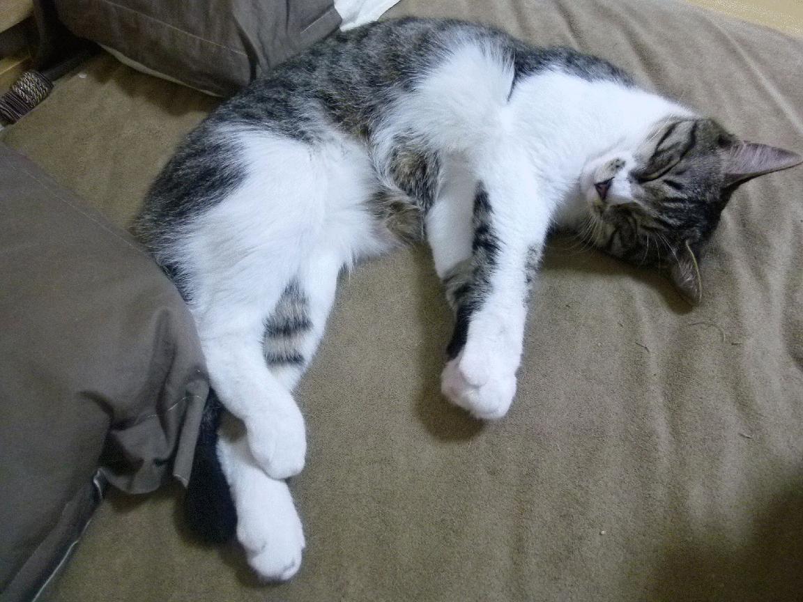 五大联赛球员平均跑动距离变化能否反映战术趋势，五大联赛场均跑动距离