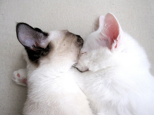 埃及队在2024年混合团体世界杯中的关键战役，埃及联赛