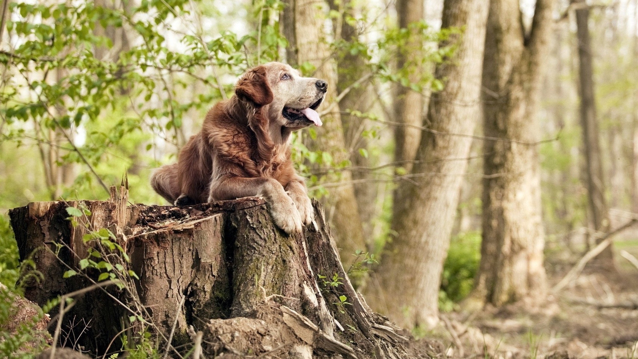 欧冠资格争夺战影响五大联赛排名格局，欧冠资格争夺战影响五大联赛排名格局的原因