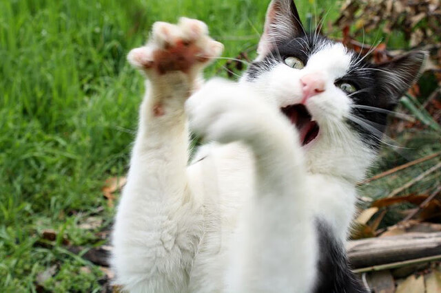 全景直播与多角度切换技术结合,让全球观众零距离感受比赛盛宴